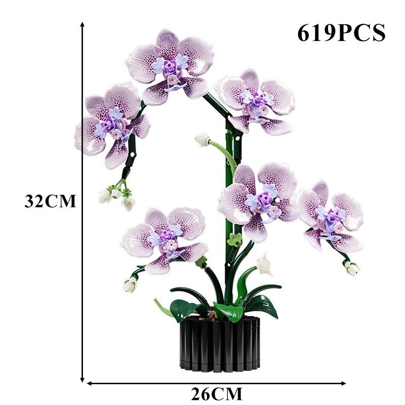 Orchidées Différentes Couleurs