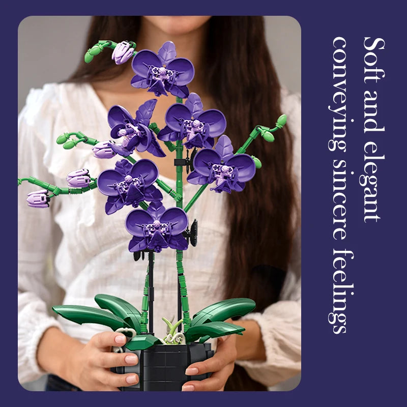 Orchidées Différentes Couleurs