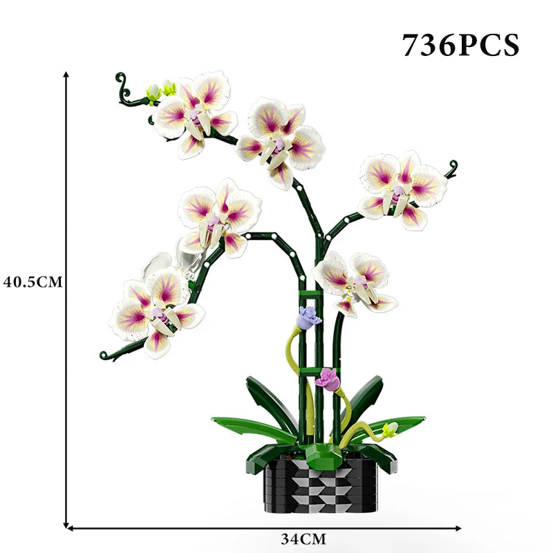 Orchidées Différentes Couleurs