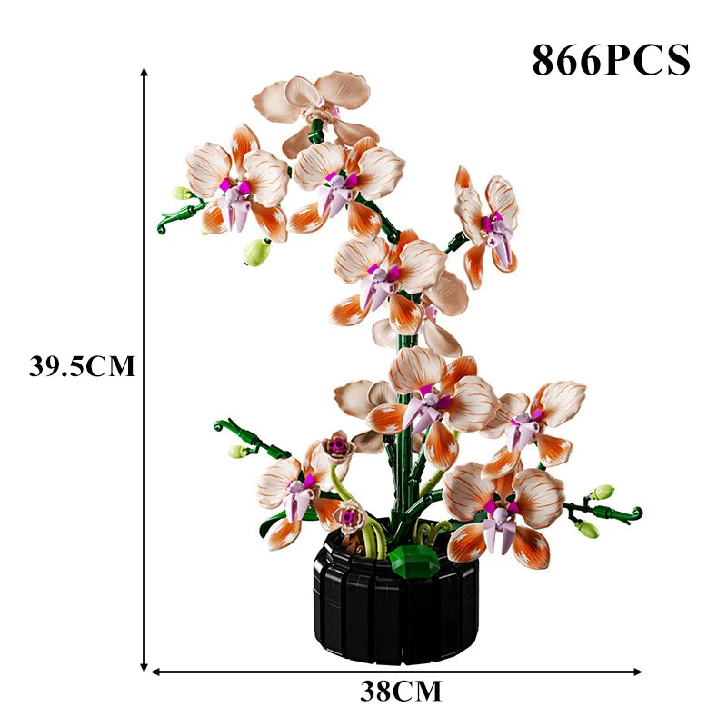 Orchidées Différentes Couleurs