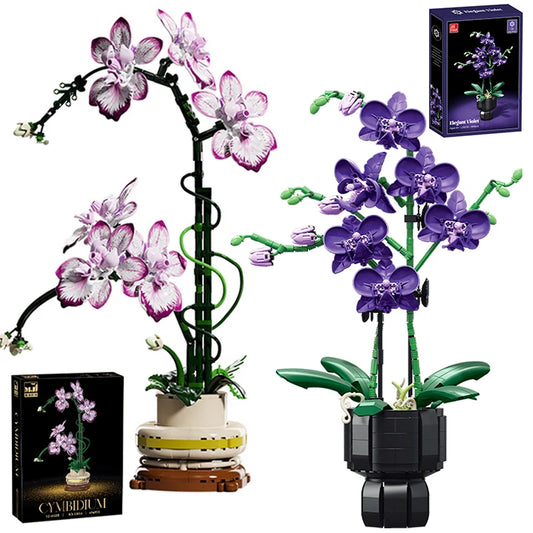 Orchidées Différentes Couleurs