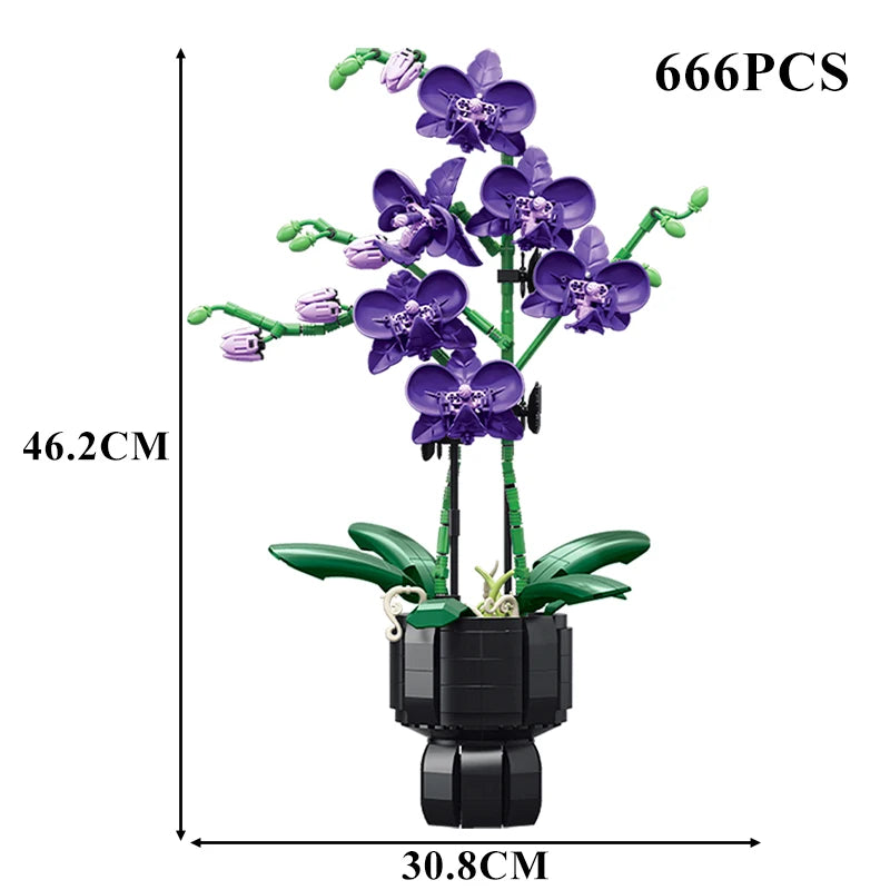 Orchidées Différentes Couleurs