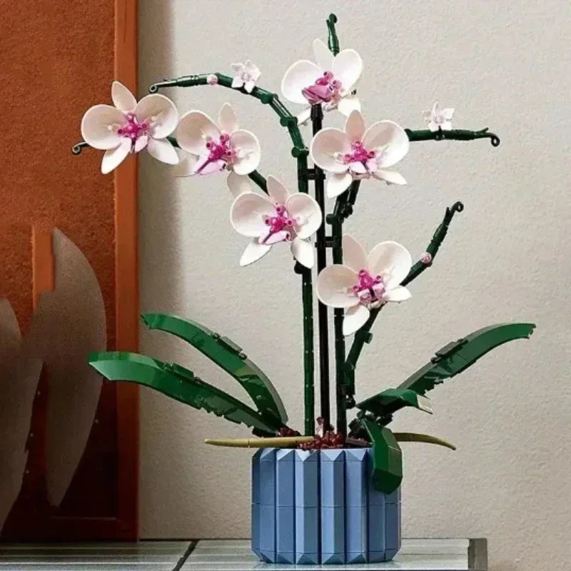 Orchidées Blanches