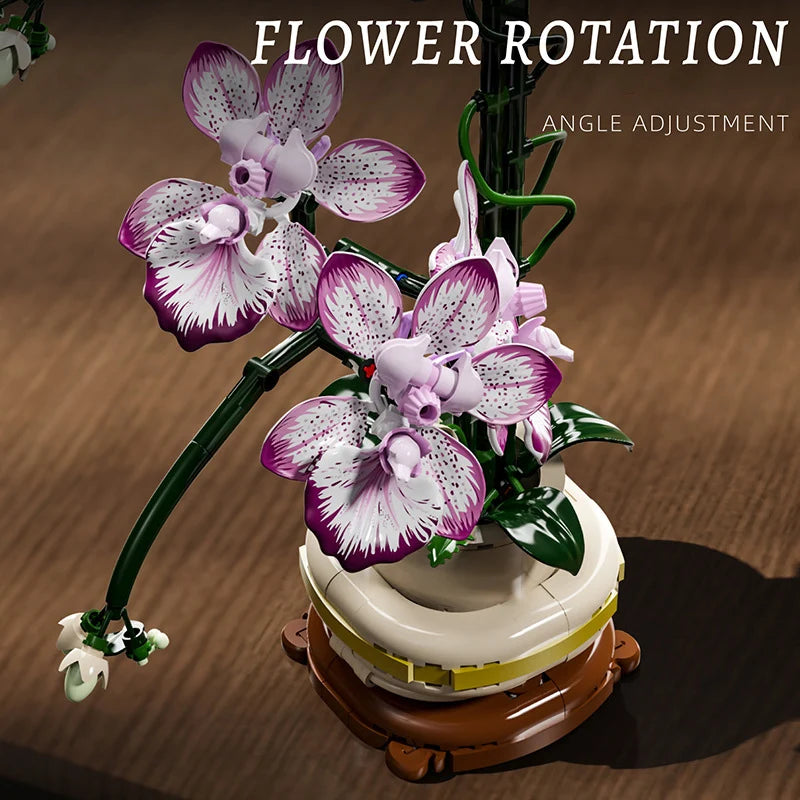 Orchidées Différentes Couleurs