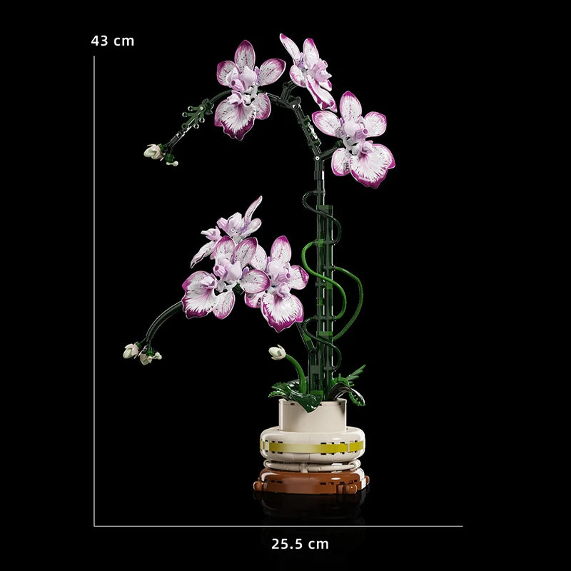 Orchidées Différentes Couleurs