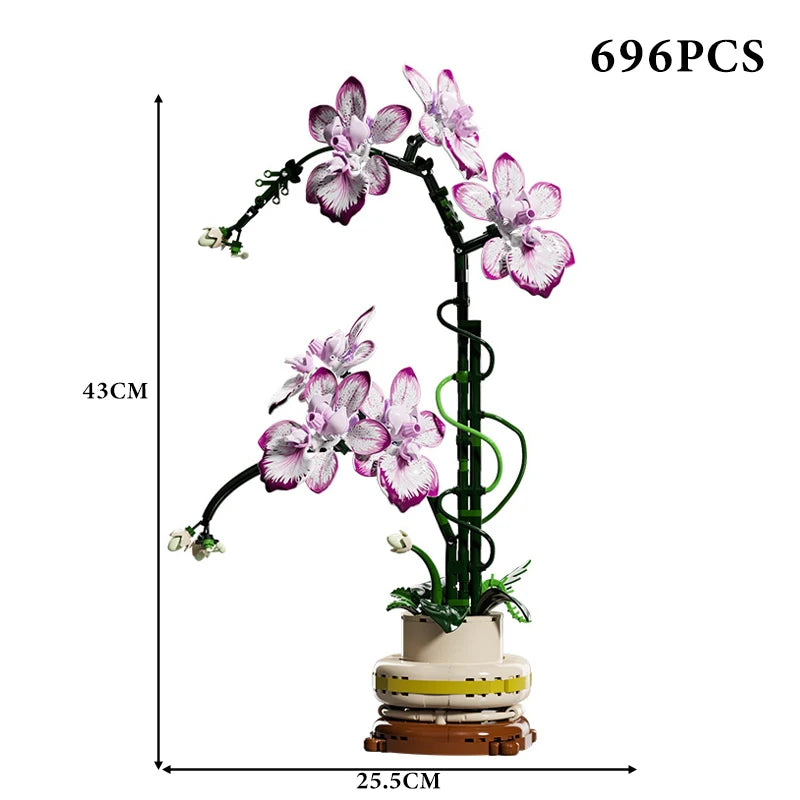 Orchidées Différentes Couleurs